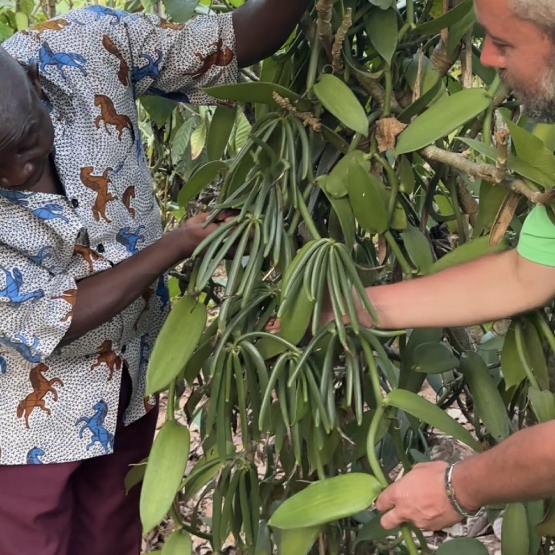 A farmer hand-pollinating and harvesting vanilla vines under shade canopy on the estate.